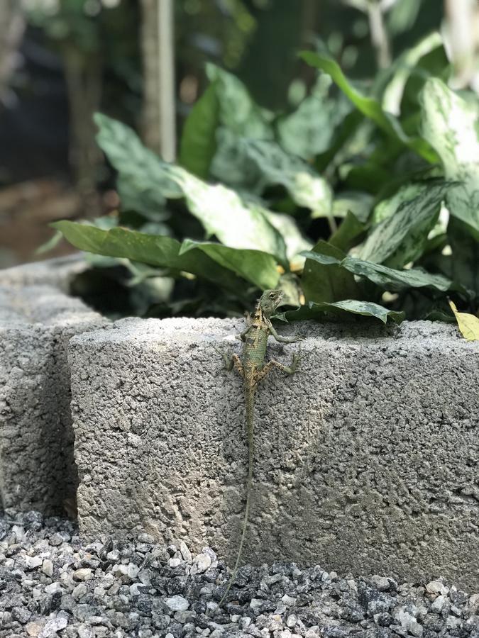 Falcons Nest Hotel Udawalawe Bagian luar foto